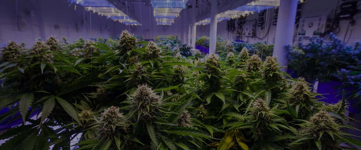 Cannabis farm