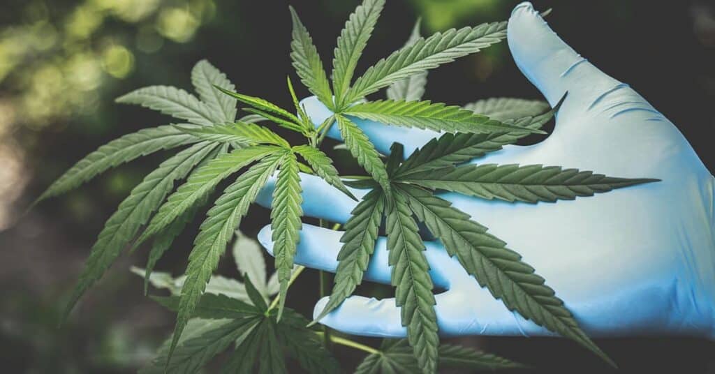 Managed video solutions for the cannabis industry.